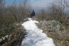 4_Ostri_Medvjedjak